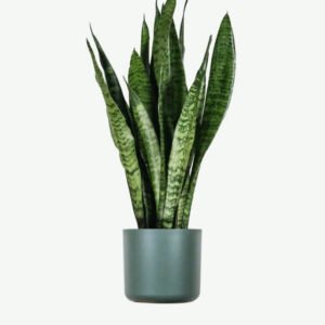 Buy Firearm Online USA plants ecommerce product featured img 1