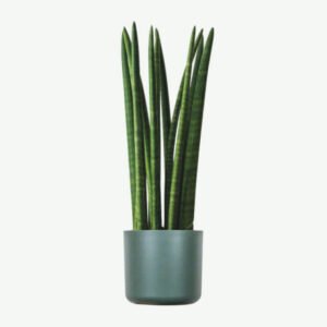 Buy Firearm Online USA plants ecommerce product featured img 10