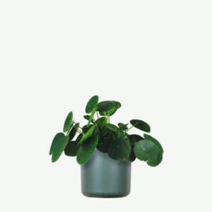 Buy Firearm Online USA plants ecommerce product featured img 11