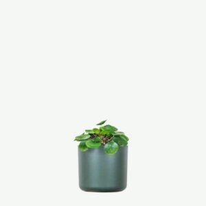 Buy Firearm Online USA plants ecommerce product featured img 12