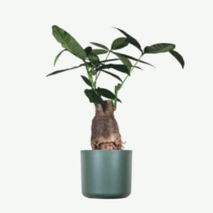 Buy Firearm Online USA plants ecommerce product featured img 13