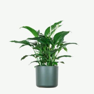 Buy Firearm Online USA plants ecommerce product featured img 15