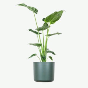 Buy Firearm Online USA plants ecommerce product featured img 17