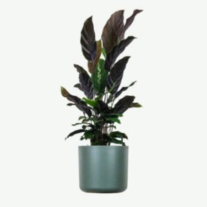 Buy Firearm Online USA plants ecommerce product featured img 18