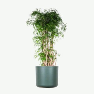 Buy Firearm Online USA plants ecommerce product featured img 19