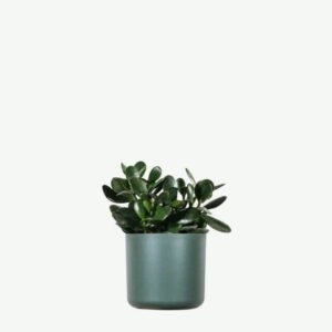 Buy Firearm Online USA plants ecommerce product featured img 2