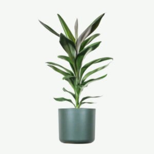 Buy Firearm Online USA plants ecommerce product featured img 20