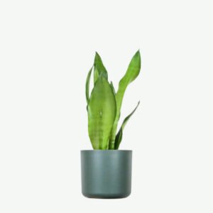 Buy Firearm Online USA plants ecommerce product featured img 3