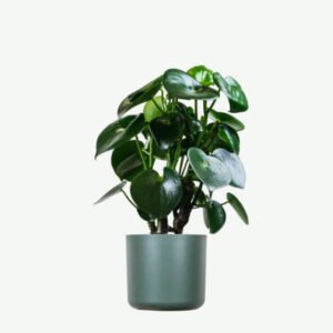 Buy Firearm Online USA plants ecommerce product featured img 6