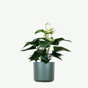 Buy Firearm Online USA plants ecommerce product featured img 9